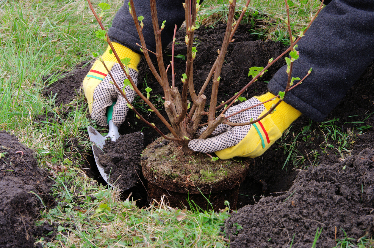 Person wearing garden gloves plants a young shrub in the yard.