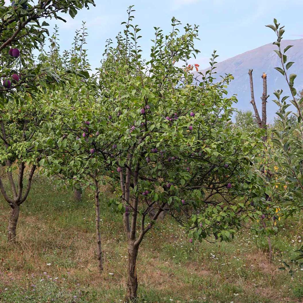 A santa rosa plumb tree growing in a home landscape.