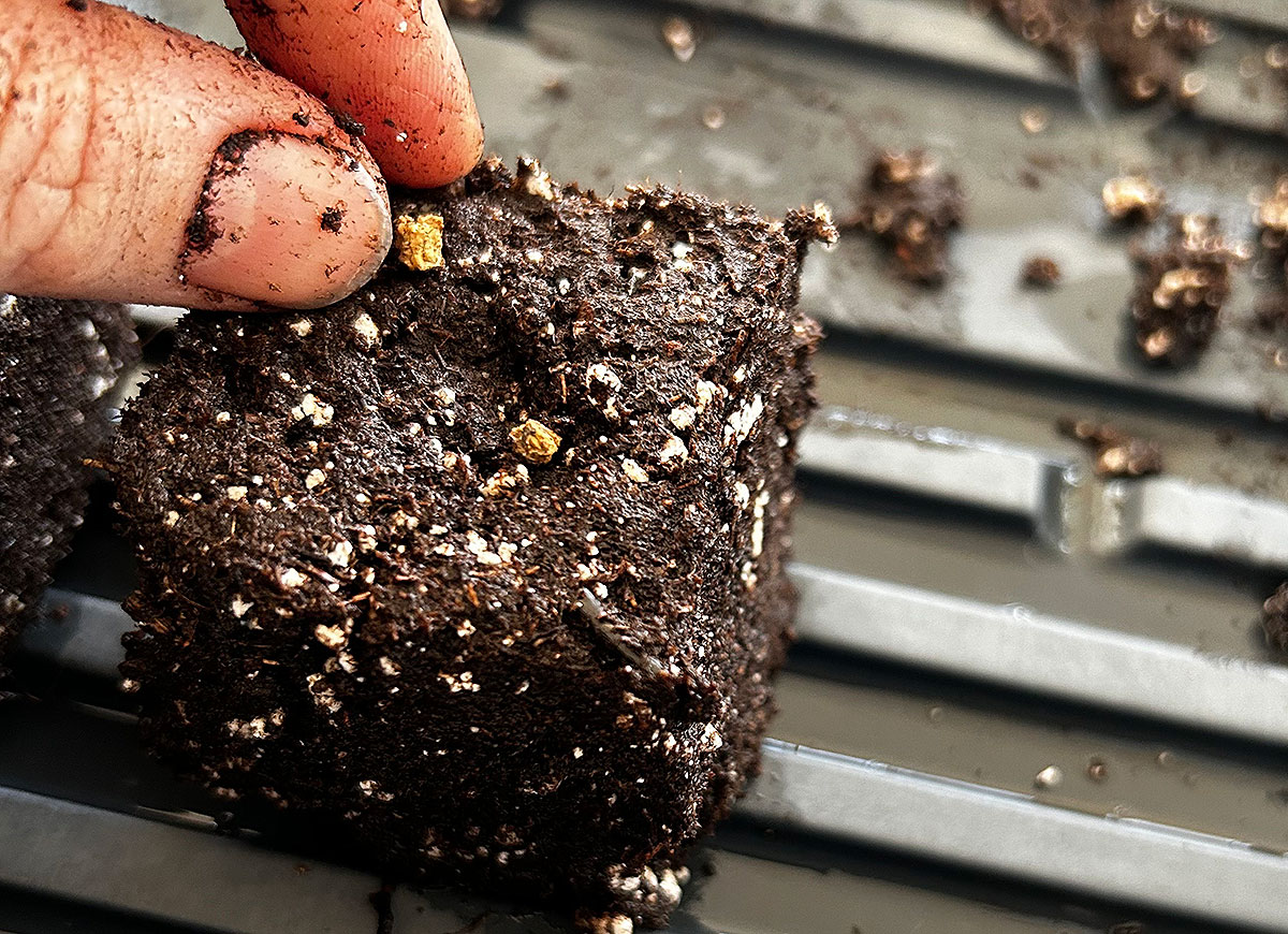 A person sowing seeds in a soil block for early spring planting.