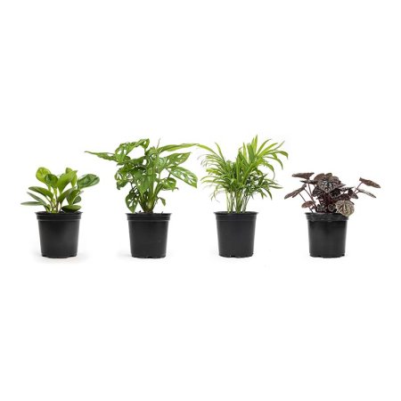  Best Gifts for Plant Lovers Option Altman Plants Plant Collection