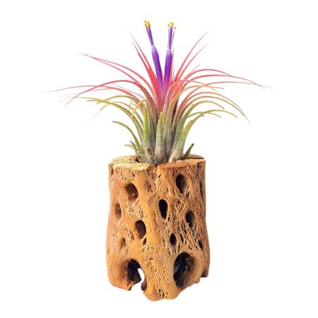  Best Gifts for Plant Lovers Option The Drunken Gnome Cholla Wood Tillandsia Planter