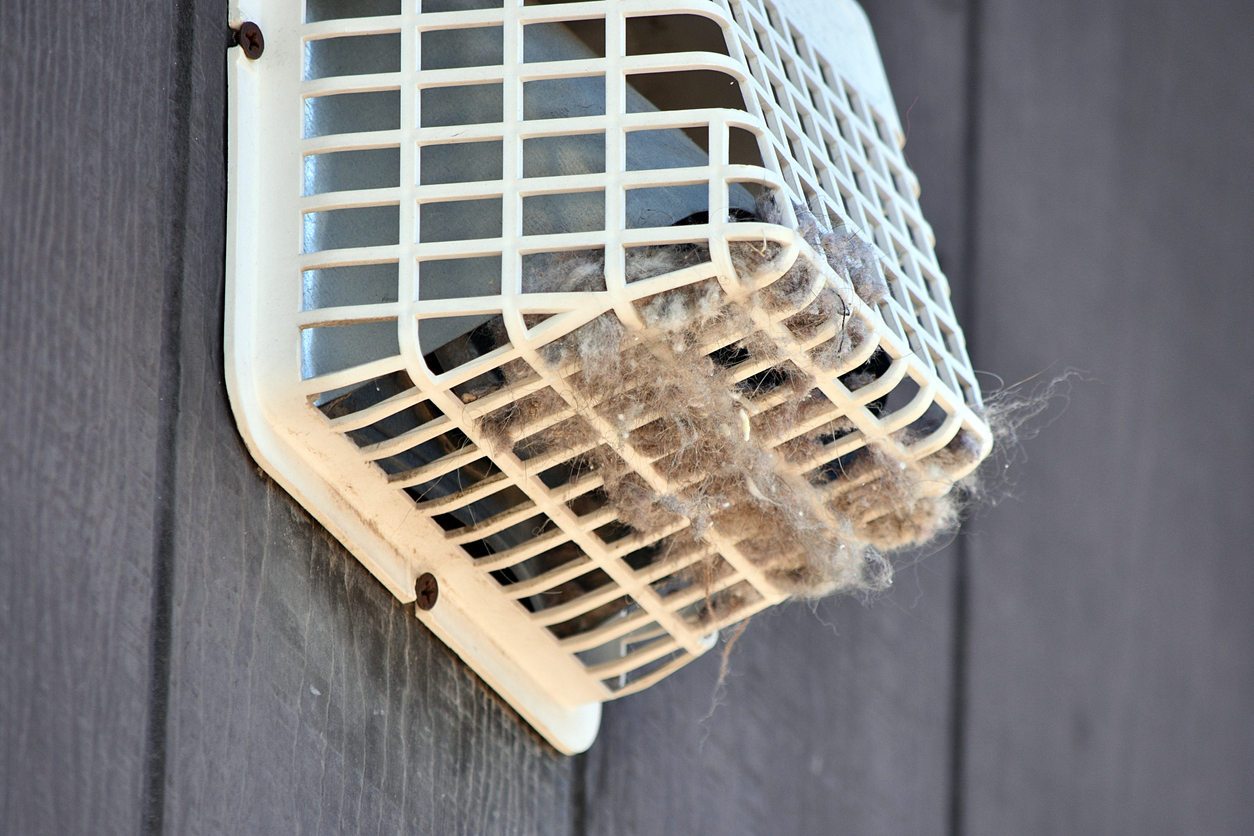 Birds in Your Dryer Vent