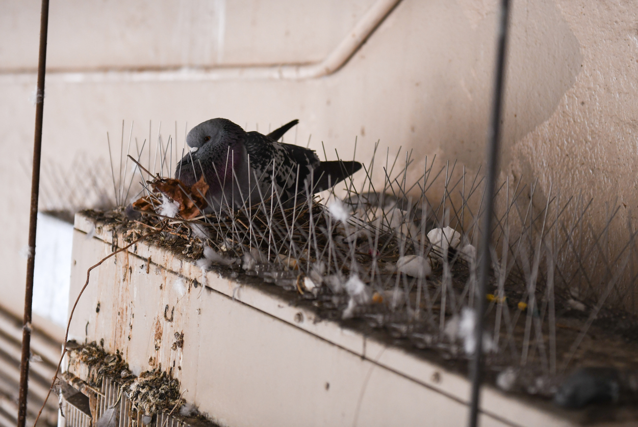 Birds in Your Dryer Vent