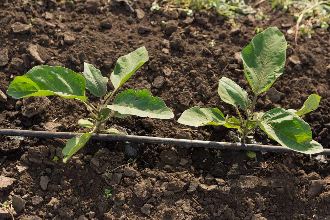 Two bell pepper plants being watered with a black soaker hose.