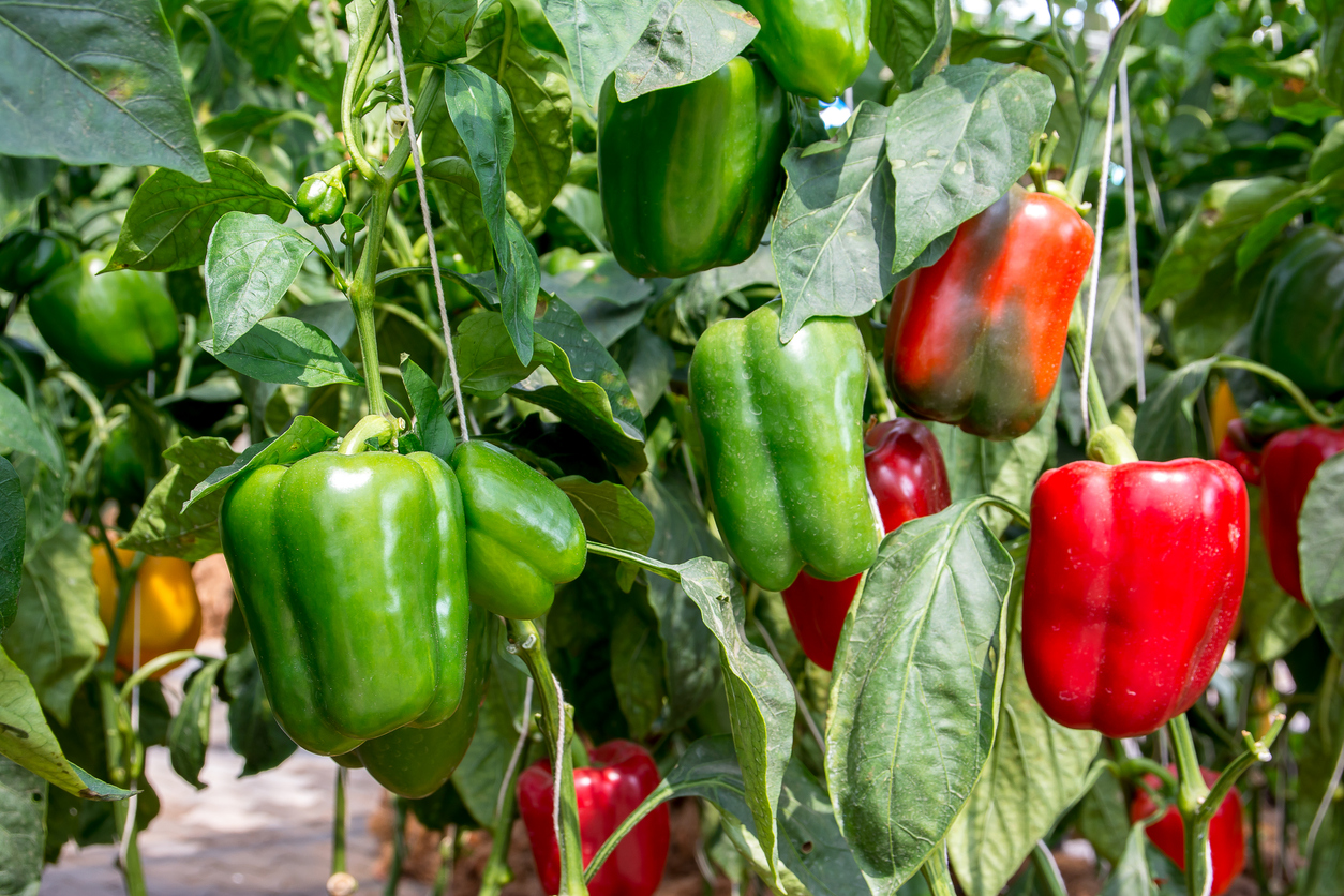 A mixture of green, red, and yellow bell peppers growing on plants.