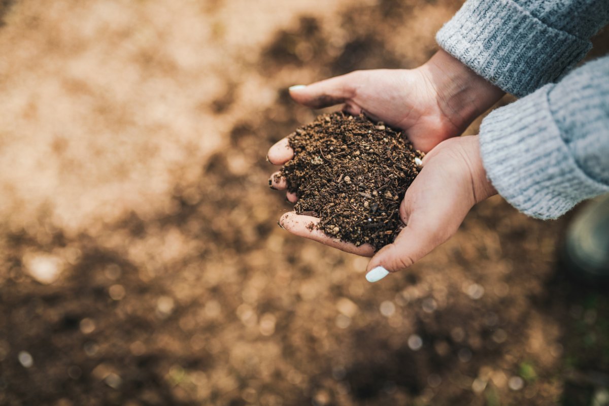 A person holding a handful of rich garden soil.