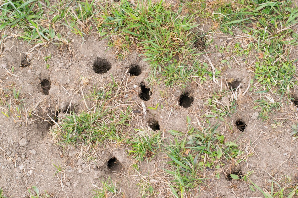 Mole vs. Vole Damage