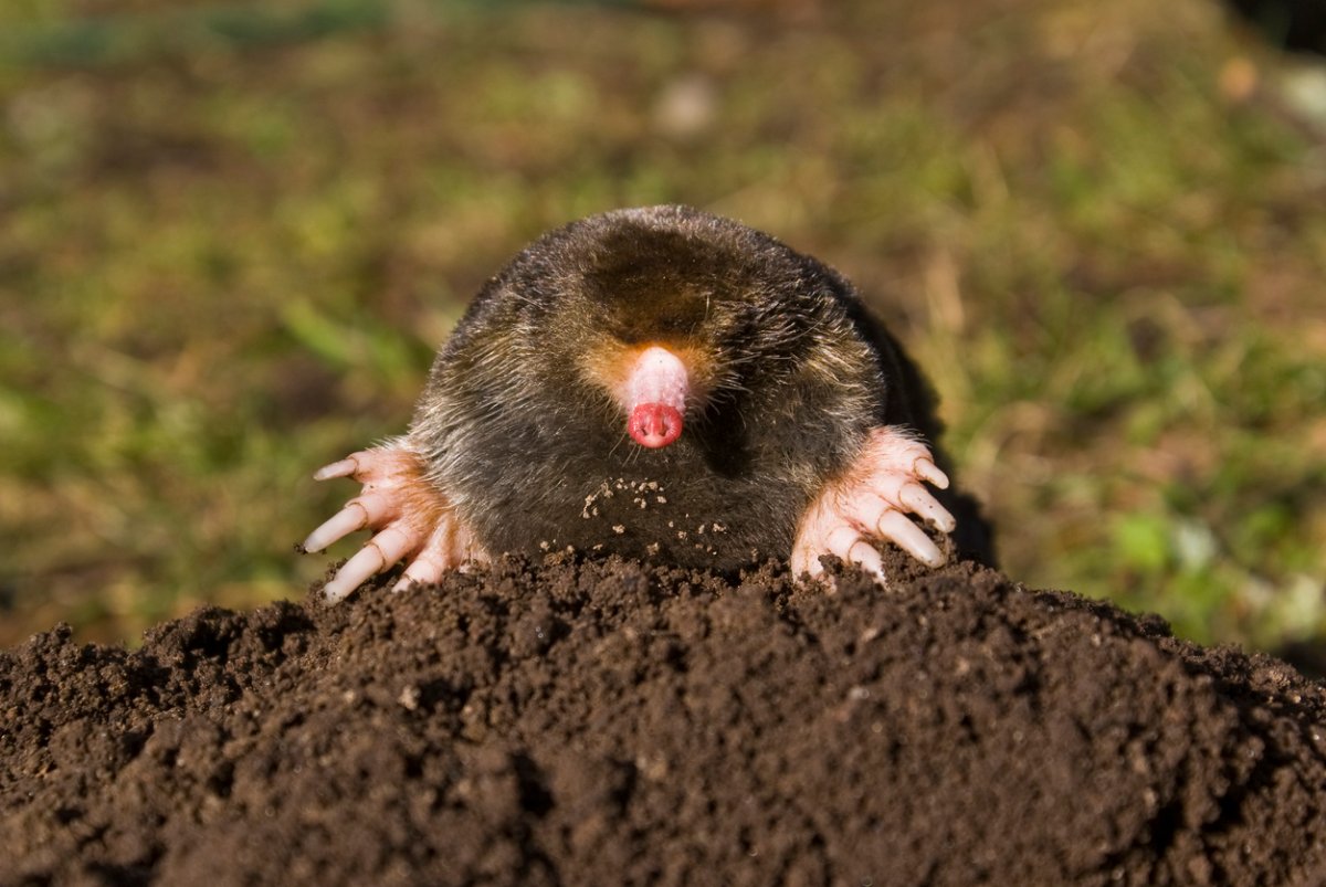 Mole vs. Vole Damage