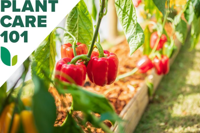 A long row of mature red bell peppers growing on home-grown plants.