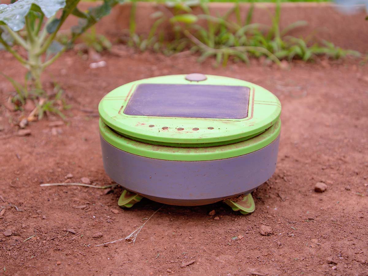 The Tertill Weeding Robot on a patch of weedless soil during testing.