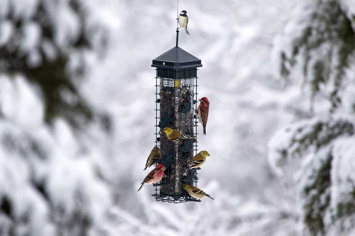 Things Every Backyard Bird-Watcher Needs for Their Yard Option Brome Squirrel Solution200 Squirrel-Proof Bird Feeder