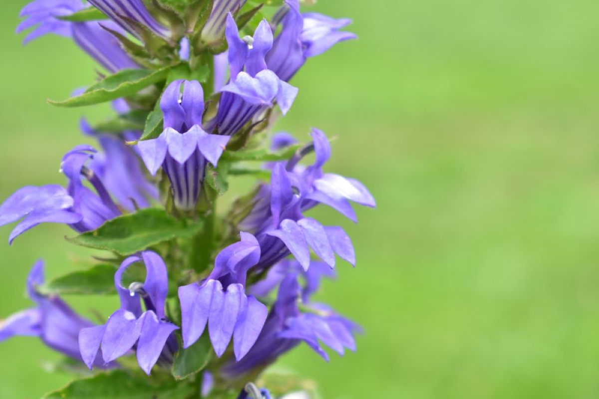 Great Blue Lobelia flowers.