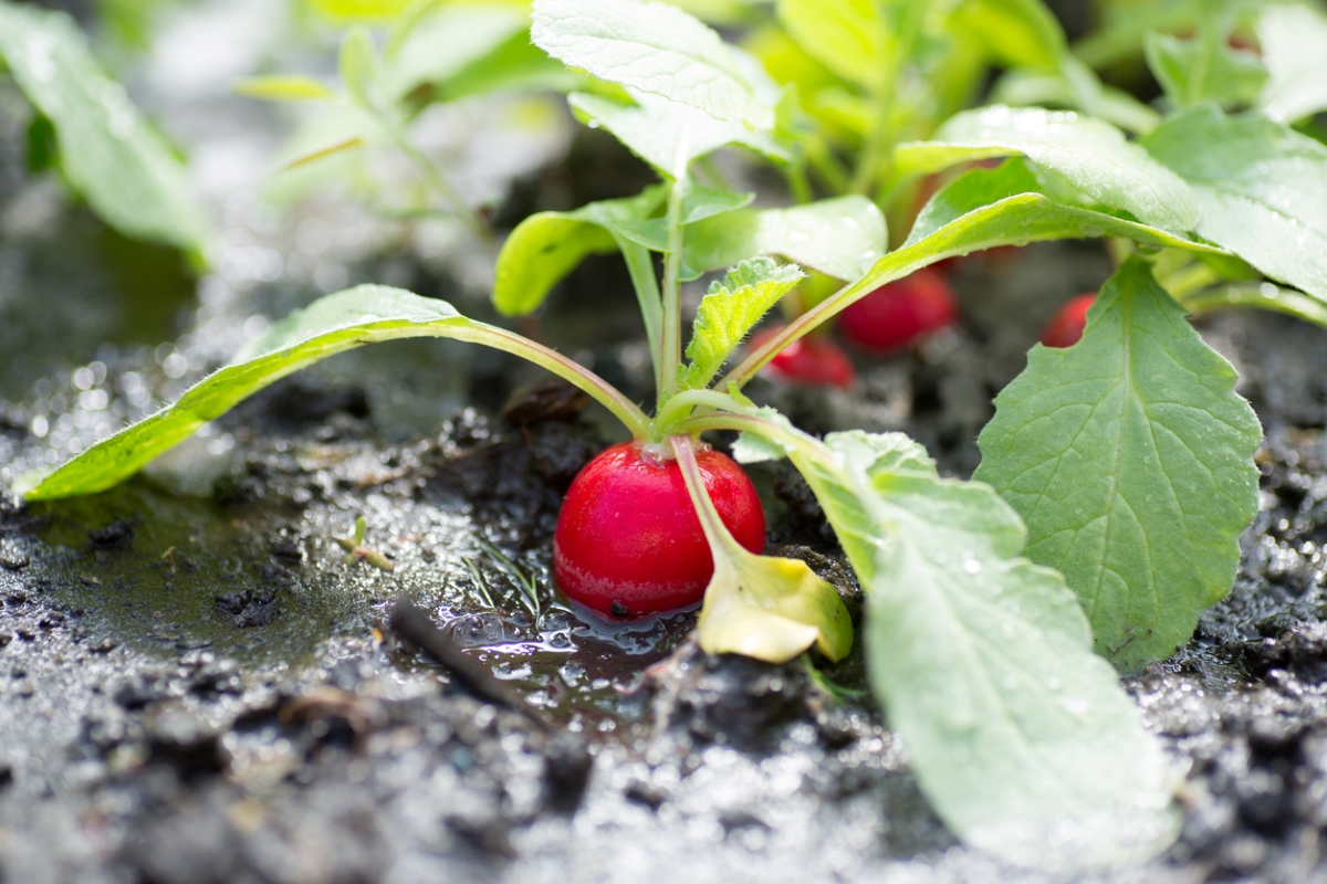 Red radish growing in dark soil.