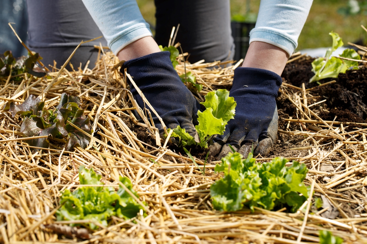 Person tending vegetable plant garden with straw mulch.