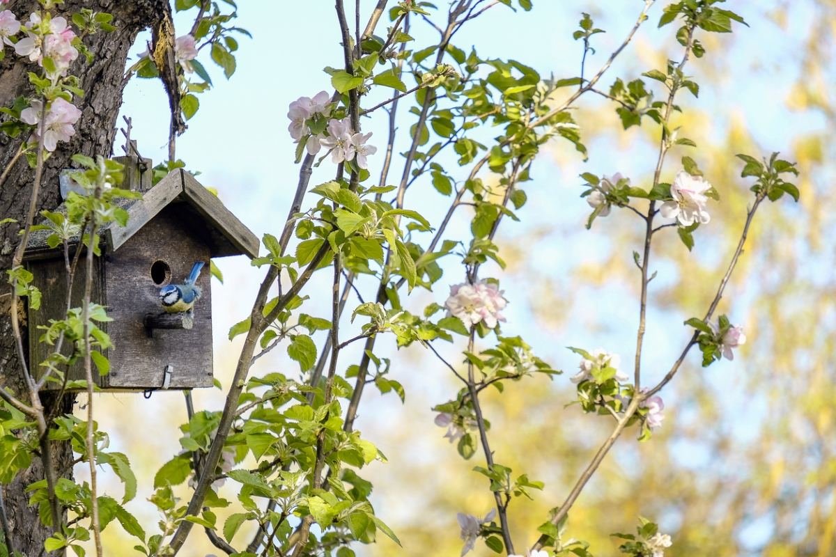 Small blue bird among fruit tree flowers.