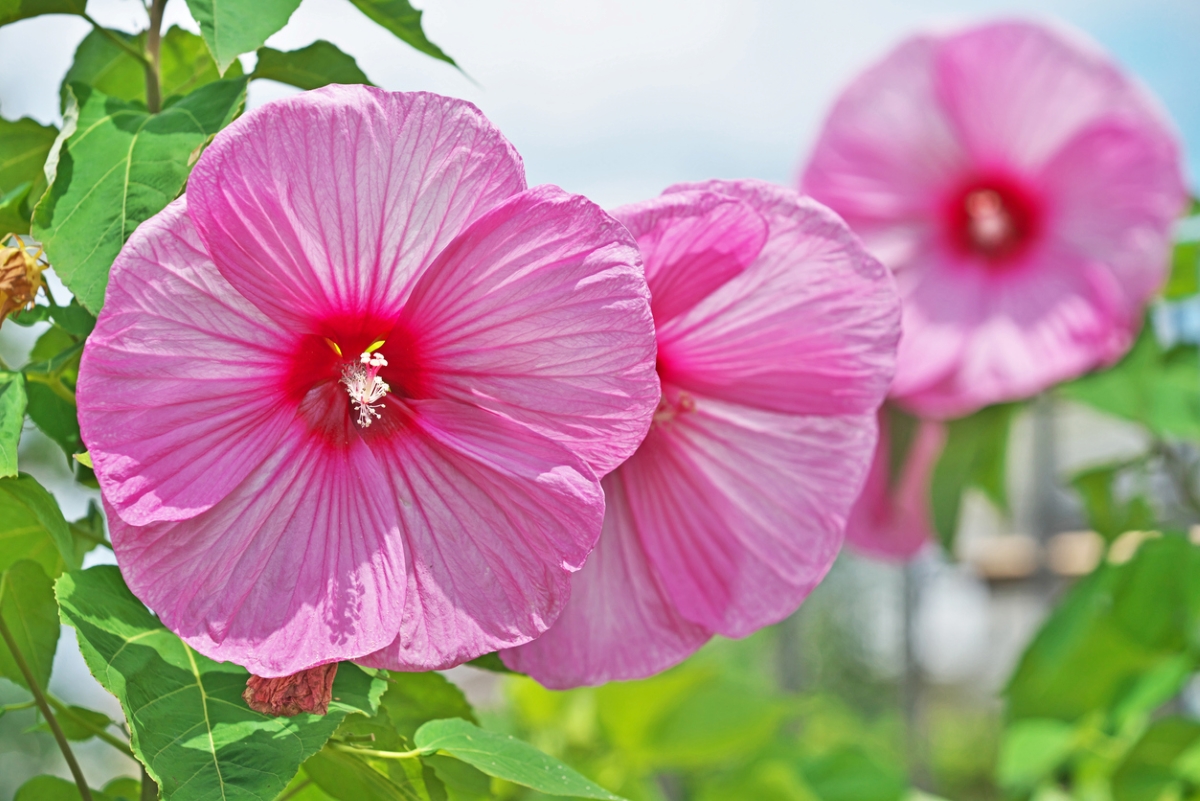 Three large pink hibiscus flowers.