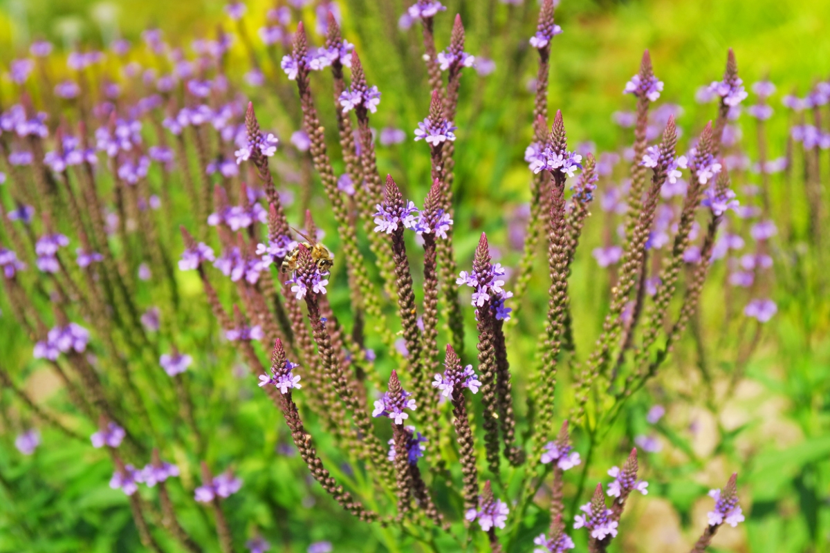 Spiky plant with purple flowers.