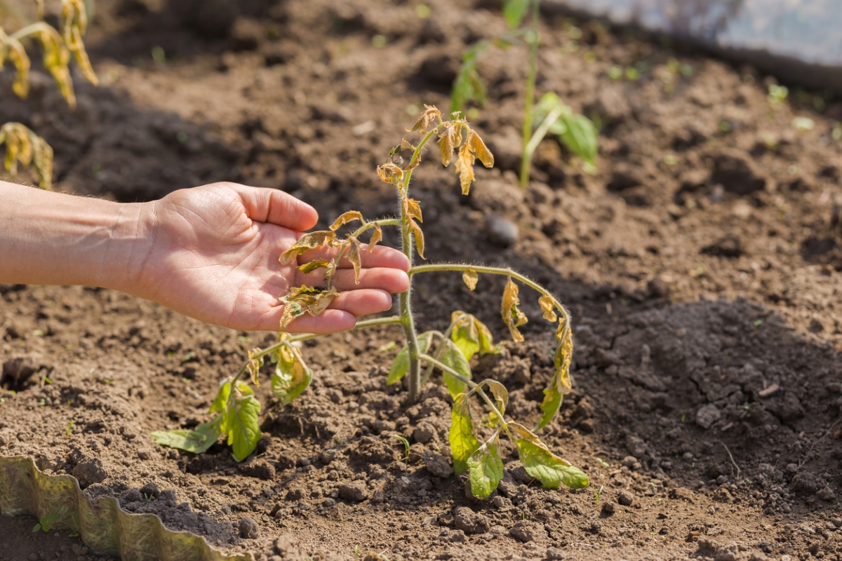 Hand showing damaged tomato plant in garden with brown leaves.