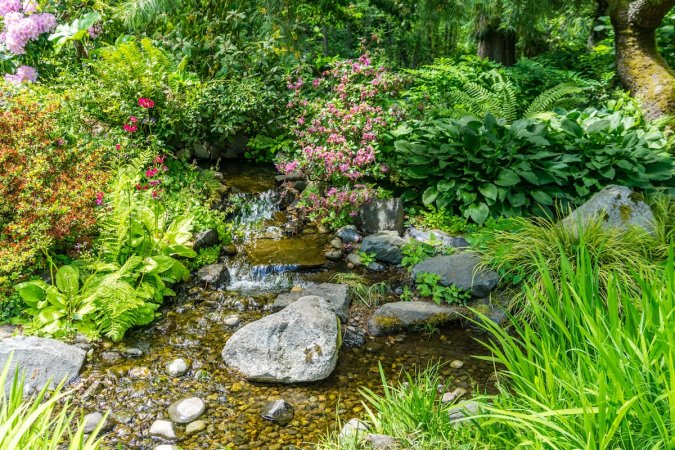 A wet rain garden with native plants and flowers.