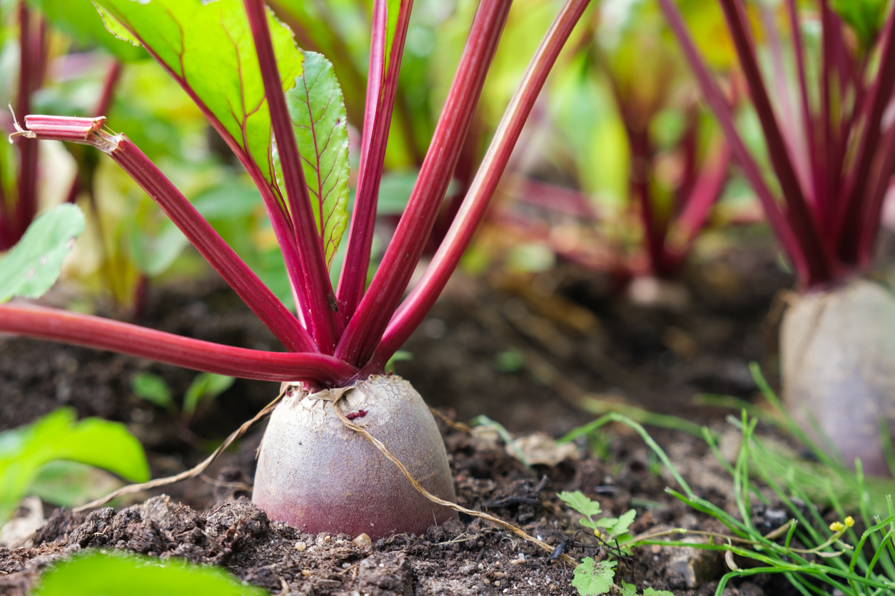 Beet planted in garden.