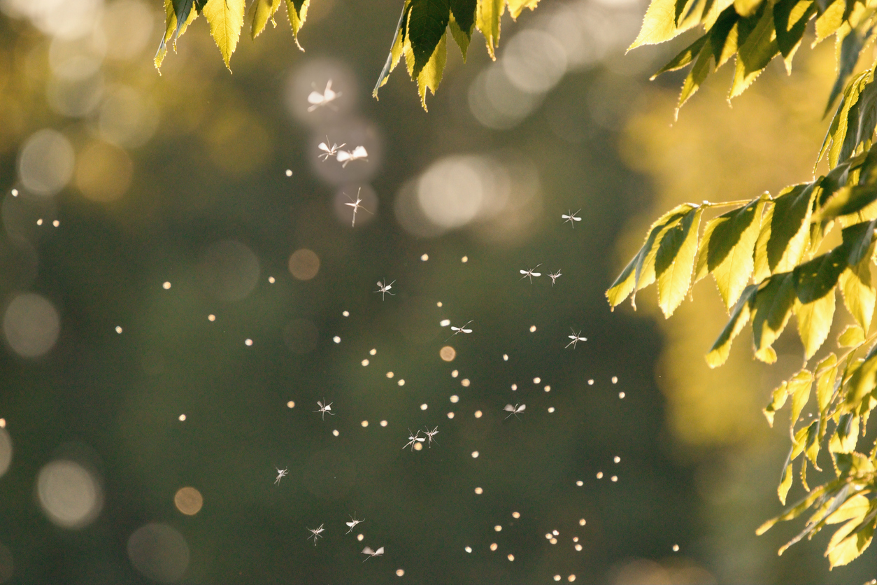 Mosquitoes hovering outside in the sun.