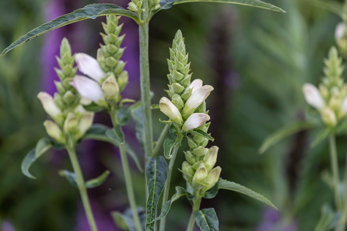 White Turtle Head flower.