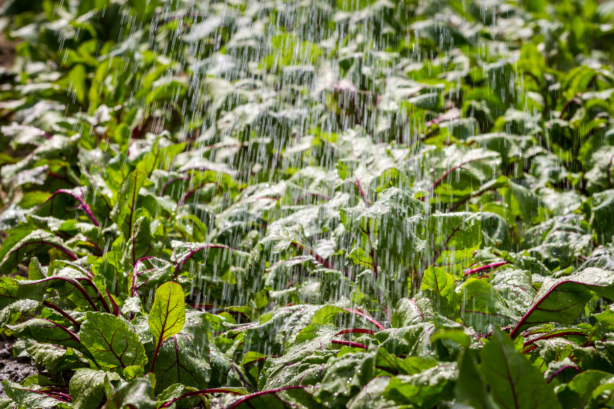 Plot of beet plants being watered.