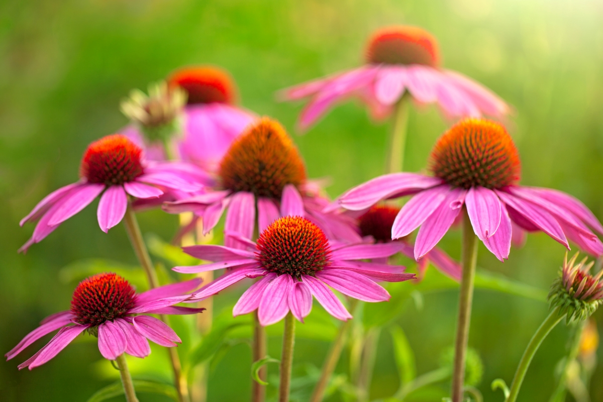 Multiple pink coneflowers in field.