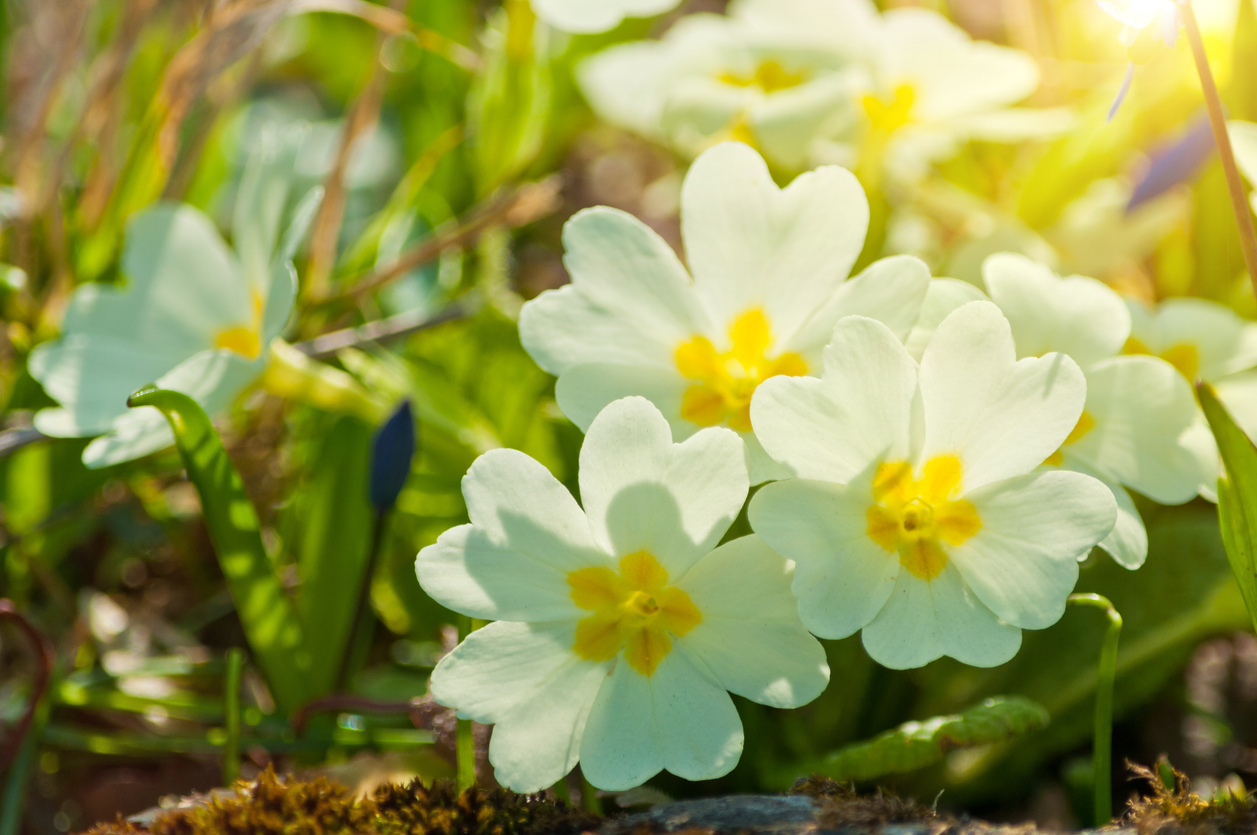 Yellow primrose flowers growing on sunny day.