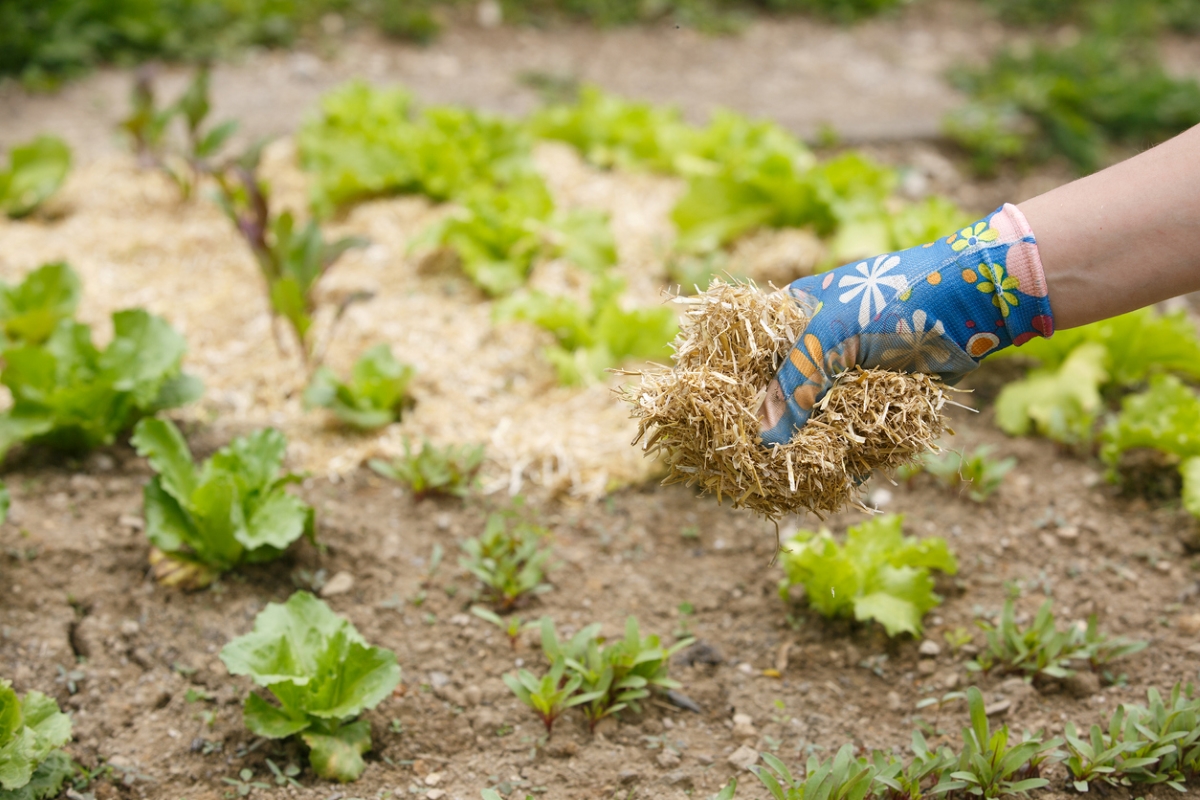 Gloved hand spreading straw mulch in vegetable garden.