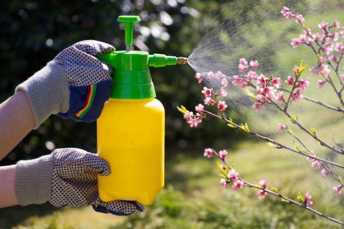 Gloved hands spraying pink flowers on tree.