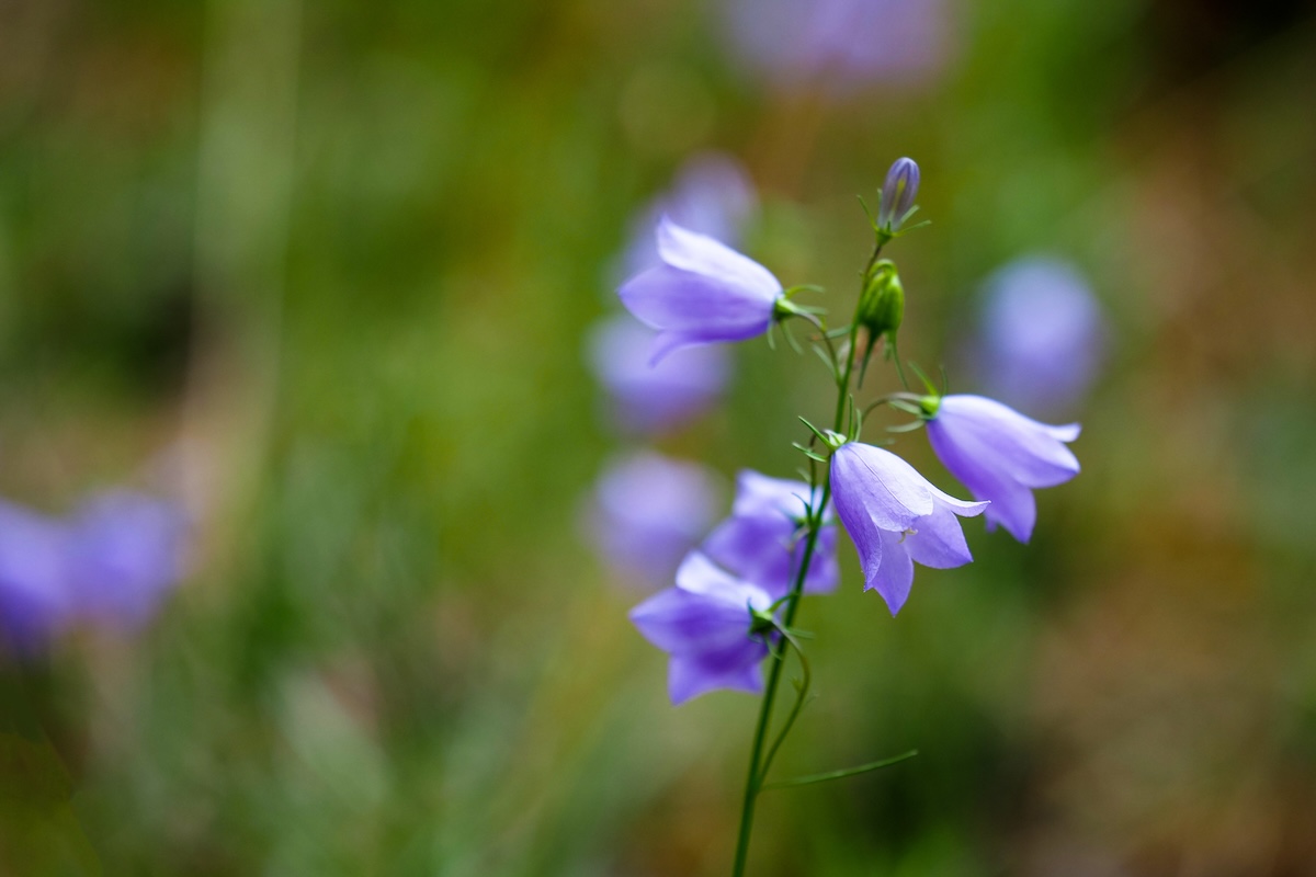 American Harebell (Campanula rotundifolia)