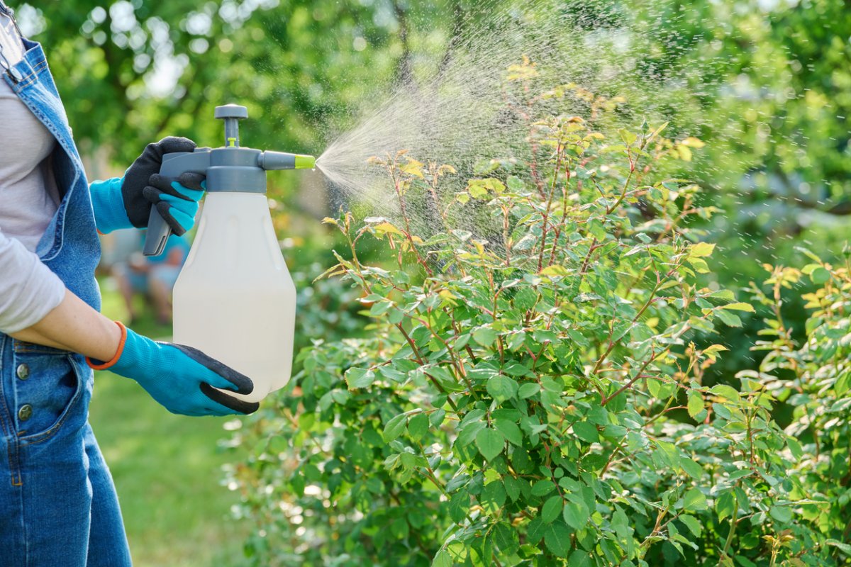 Woman spraying rose bushes in flower bed in garden, in backyard, protecting plants from pests and fungal diseases. Hobby, gardening, landscape design, nature plant care concept