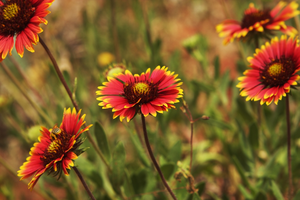 Blanketflower (Gaillardia aristata) 