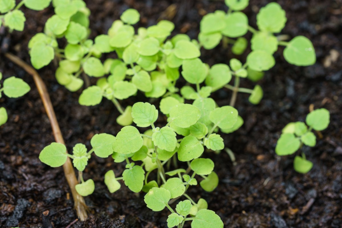 Bright green catnip seedlings growing in rich, wet garden soil.