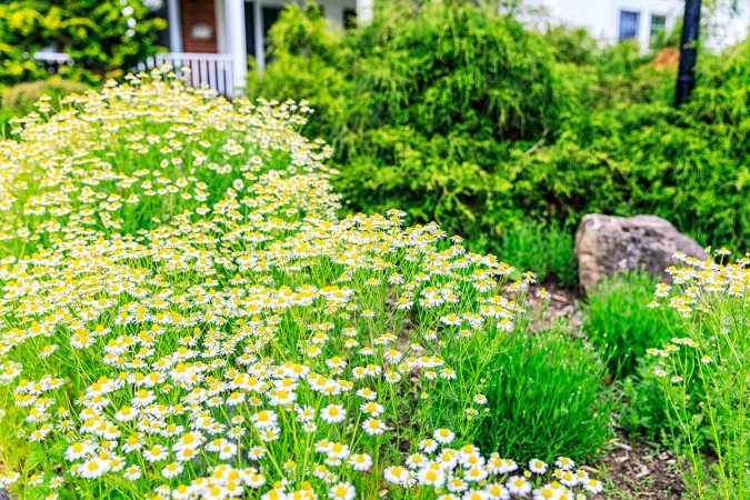 Chamomile lawn in front yard.