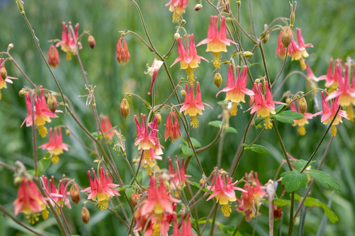 Eastern Red Columbine (Aquilegia canadensis).