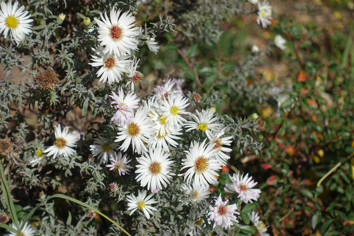 Heath Aster (Aster ericoides) 