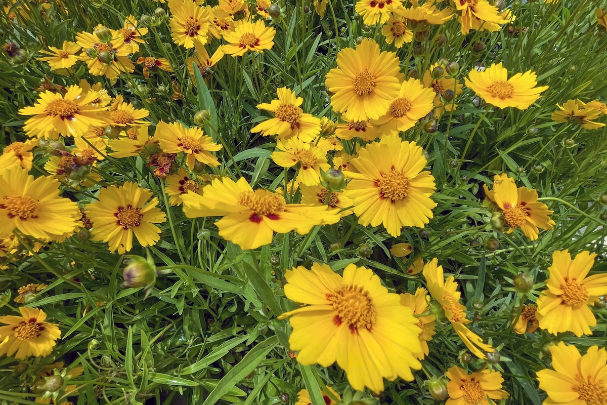 Lanceleaf Coreopsis flowers outdoors.