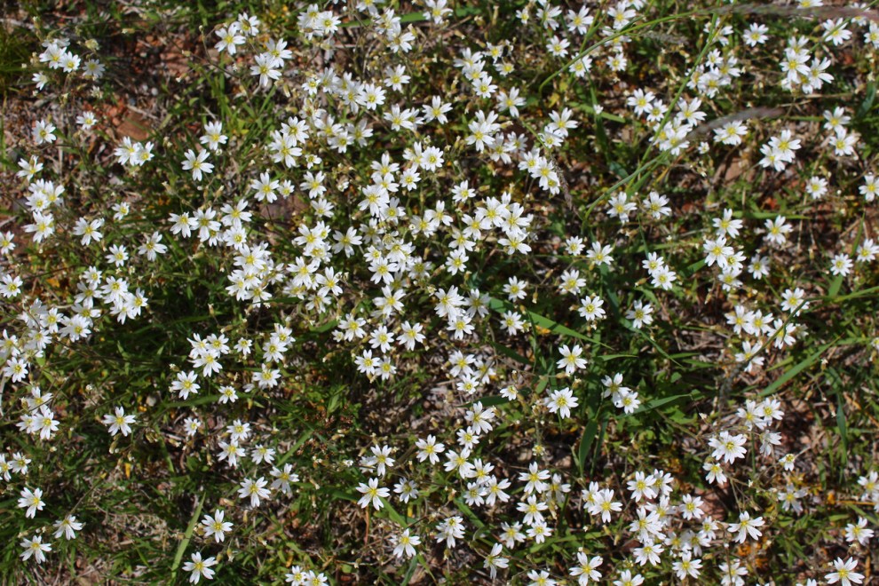 How to Get Rid of Chickweed Naturally