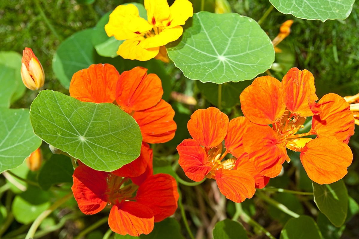 Nasturtium growing outdoors.