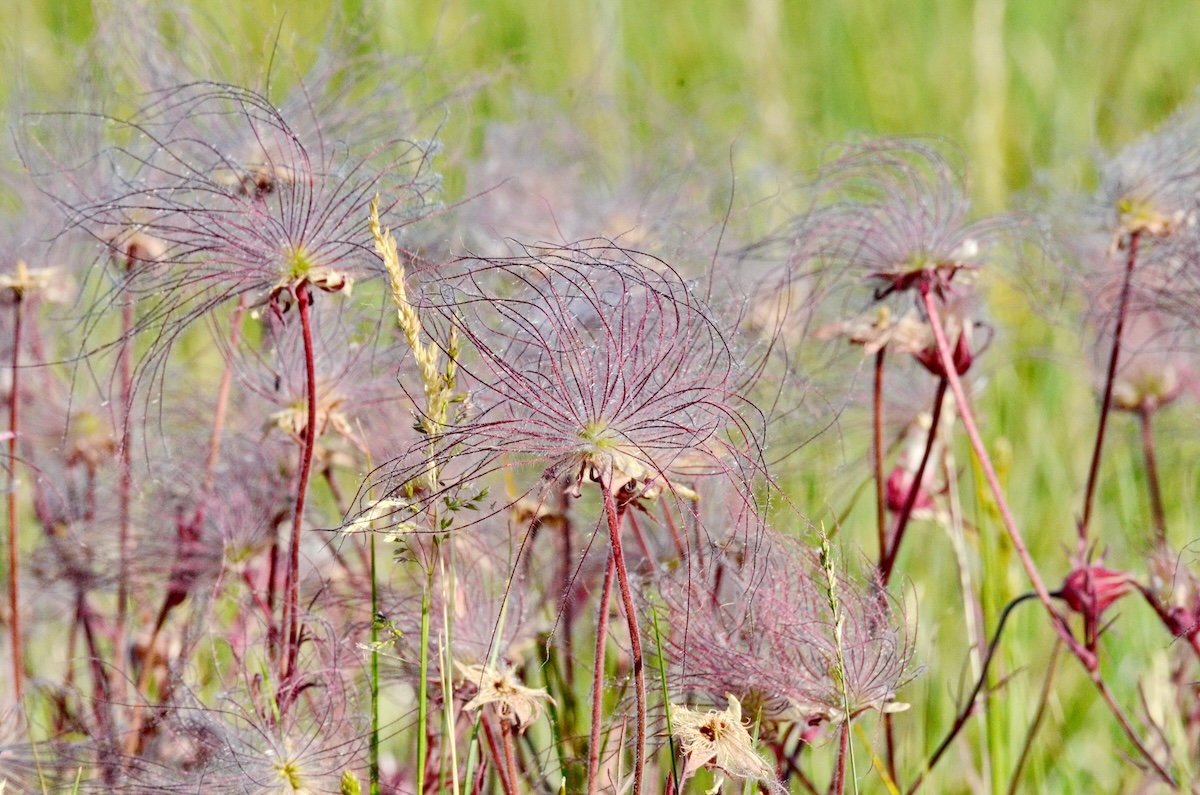 Prairie Smoke (Geum triflorum).