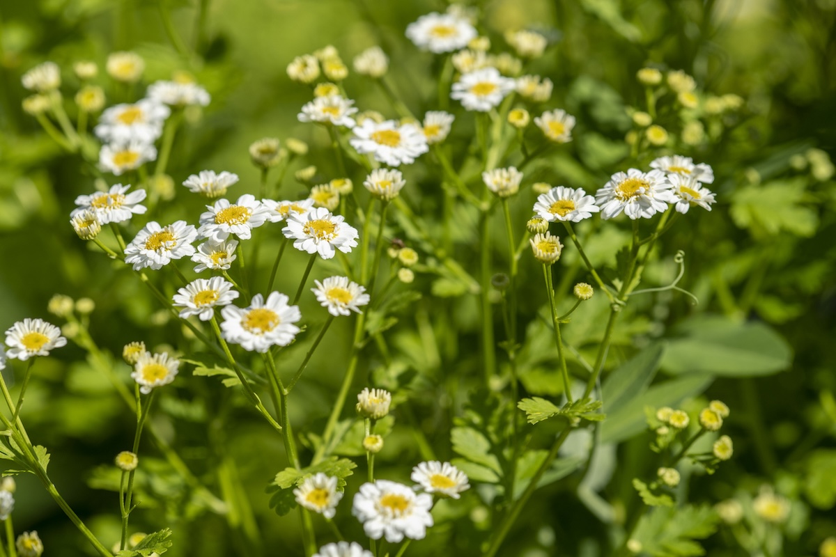 Roman Chamomile (Chamaemelum nobile) blooming.