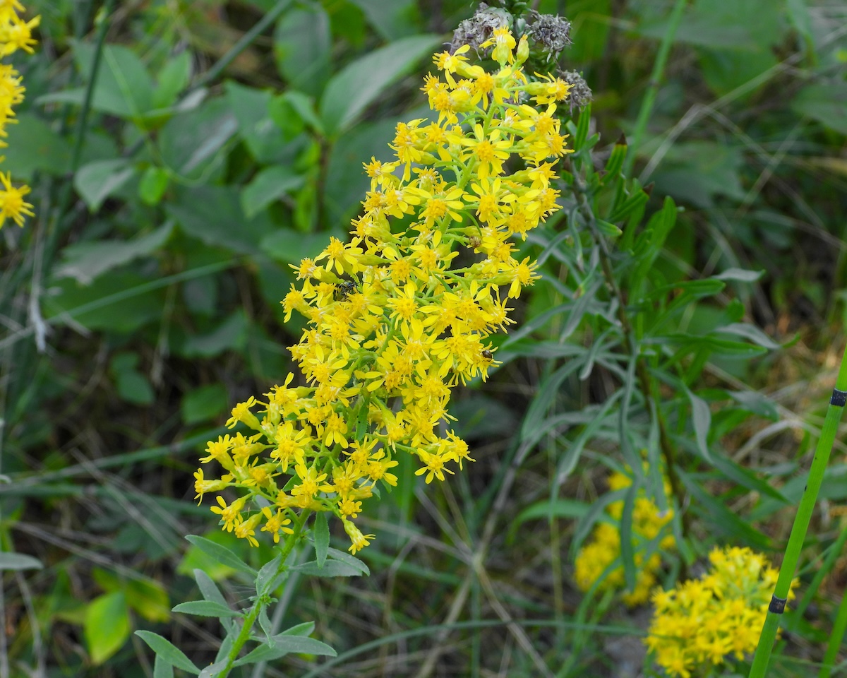 Showy Goldenrod (Solidago speciosa)