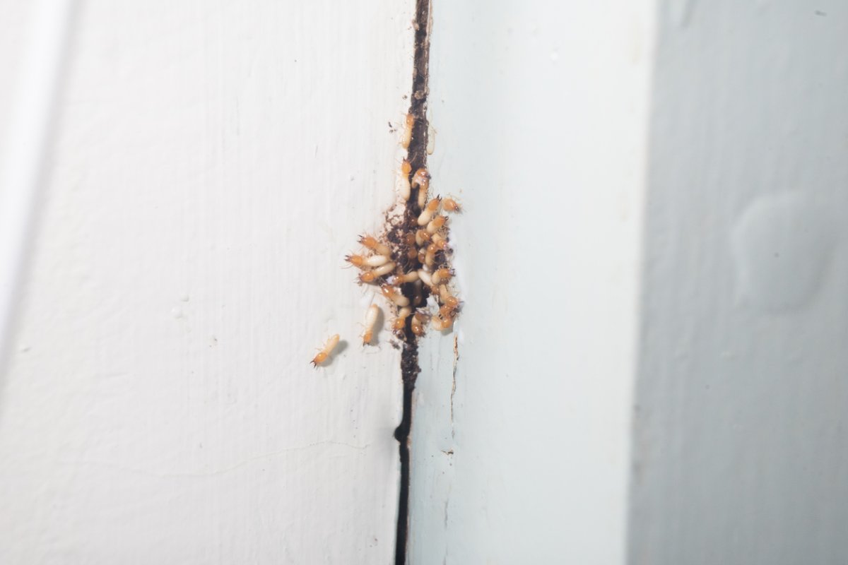 Termites come out from a hole in wood.