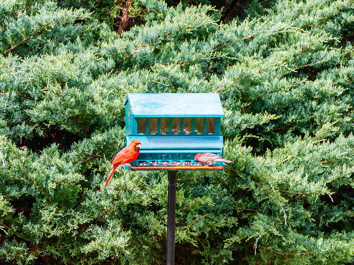 The Best Bird Feeders for Cardinals Options