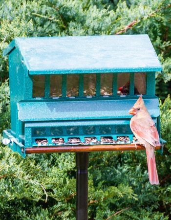 The Best Bird Feeders for Cardinals Review