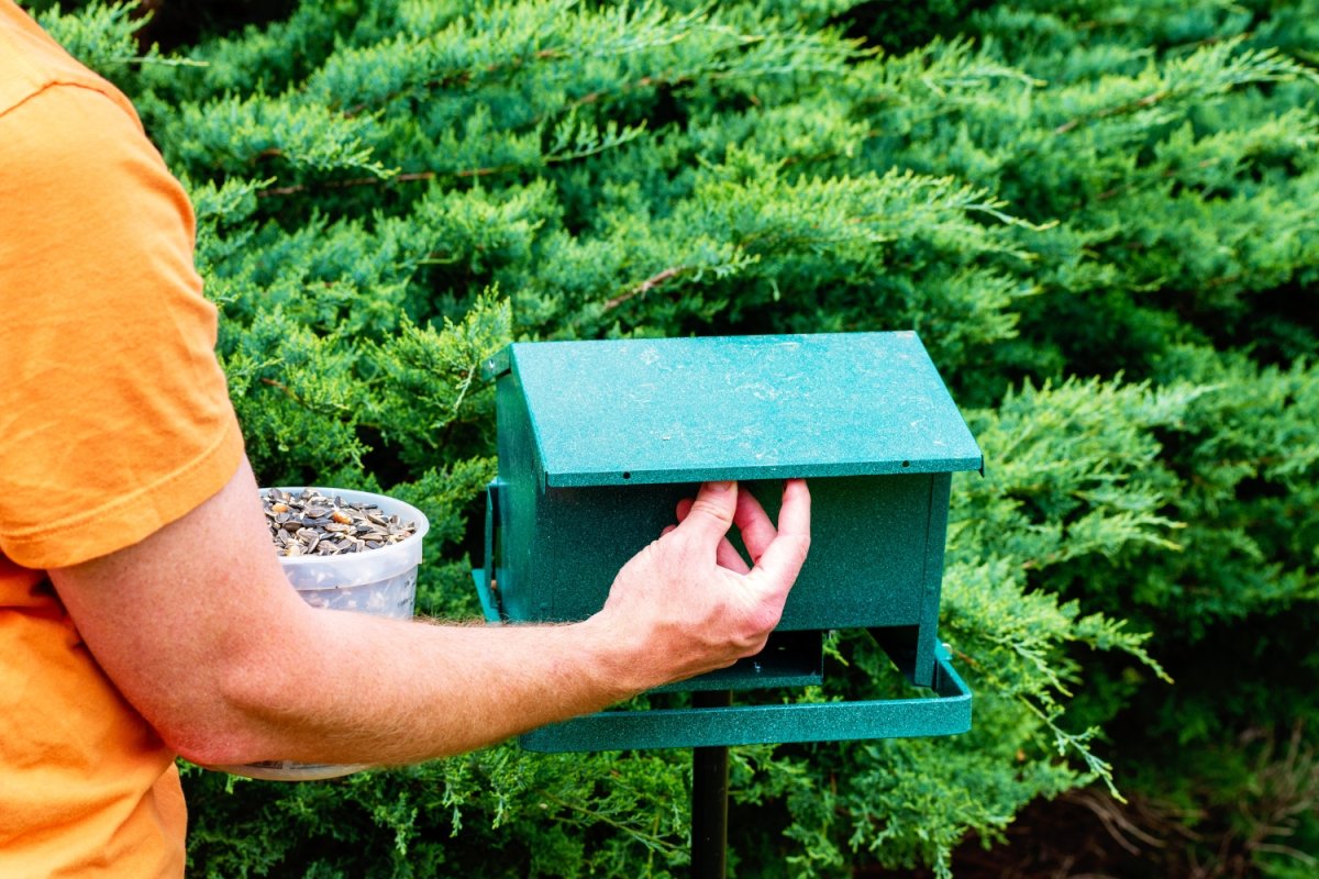 The Best Bird Feeders for Cardinals Review