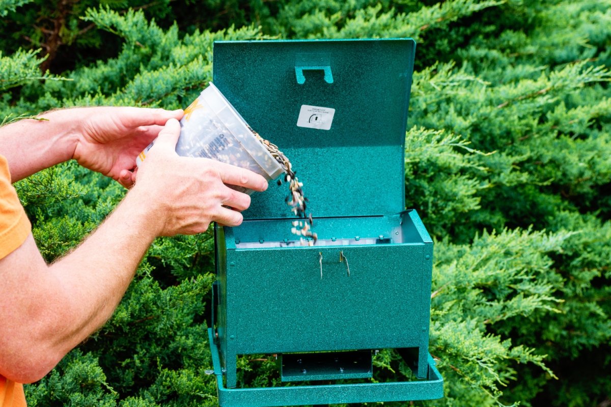 The Best Bird Feeders for Cardinals Review