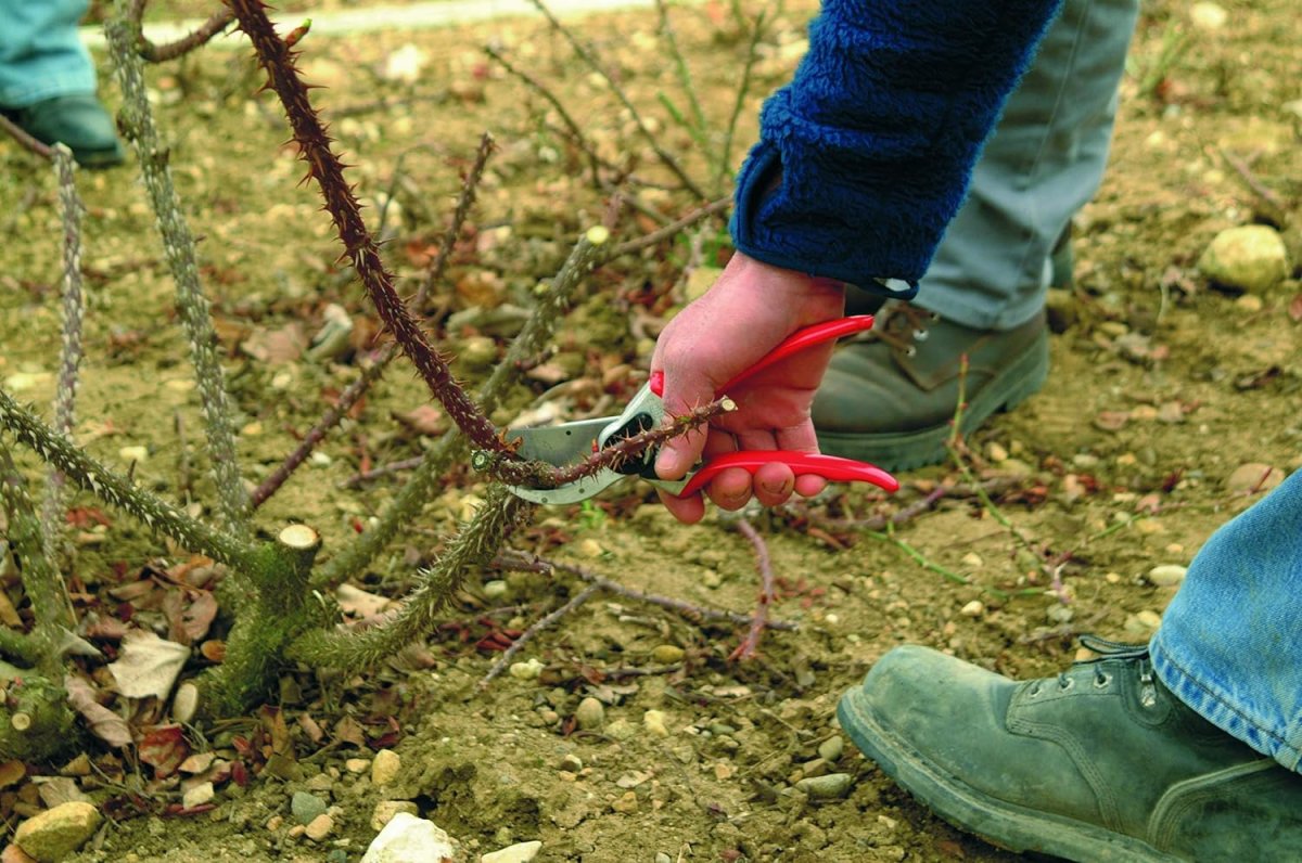 The Best Gift for a Plant Whisperer This Mother’s Day Felco 2